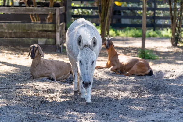 A donkey and goats at Odessa Animal Sanctuary