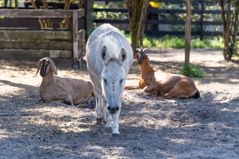 A donkey and goats at Odessa Animal Sanctuary