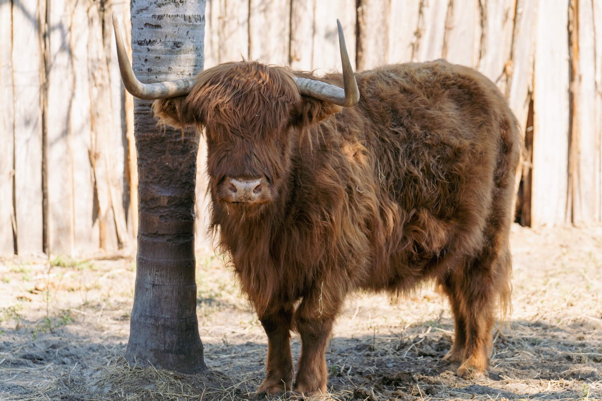 Scotty the 2000-pound bull relaxing in the sun at Odessa Animal Sanctuary