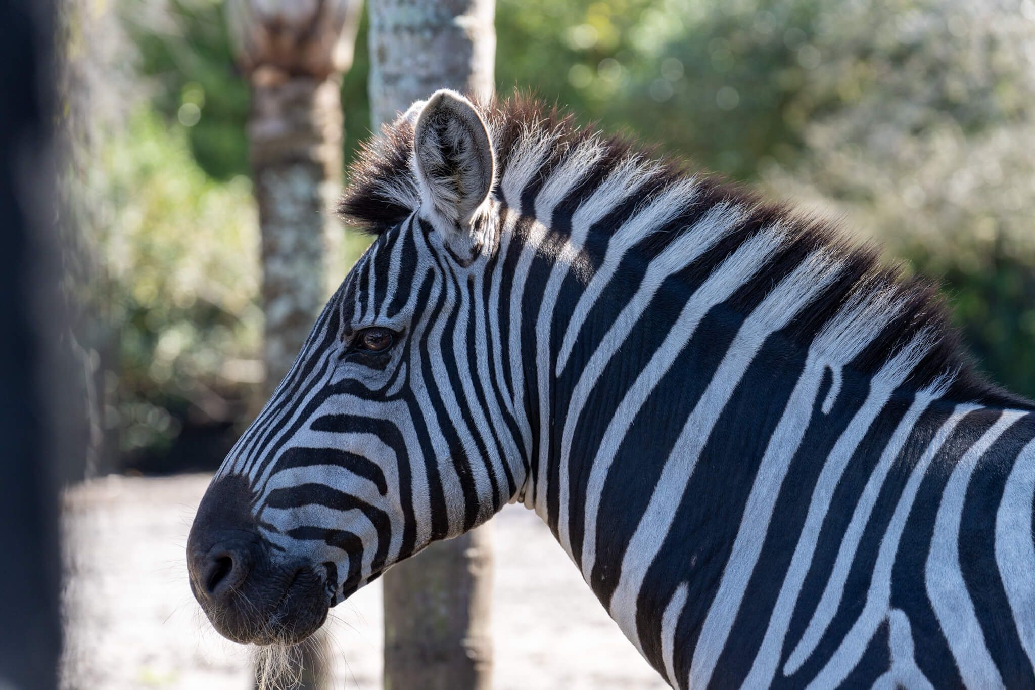 Zee the zebra at Odessa Animal Sanctuary, rescued from a roadside zoo 15 years ago