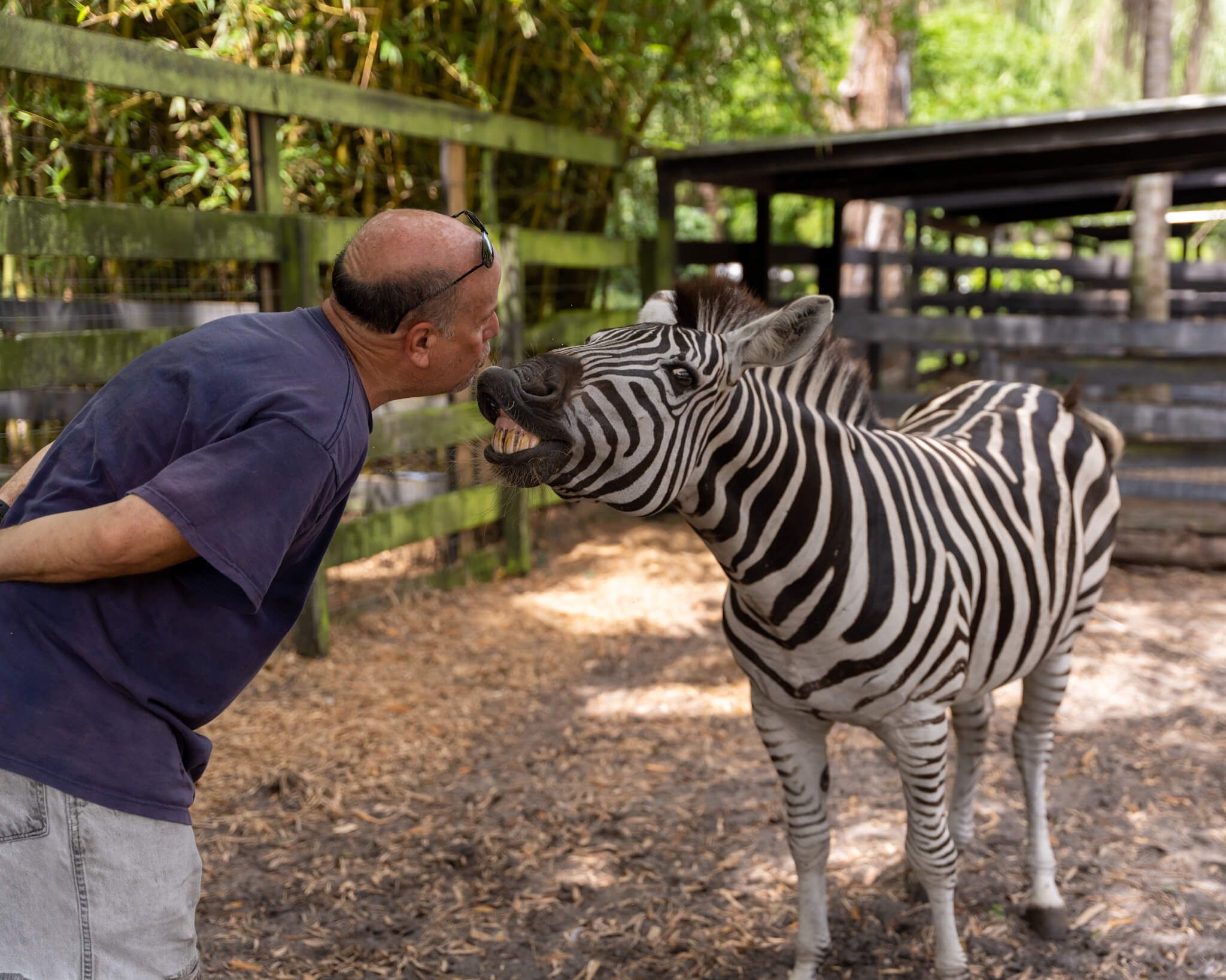 New animal arrivals at the sanctuary