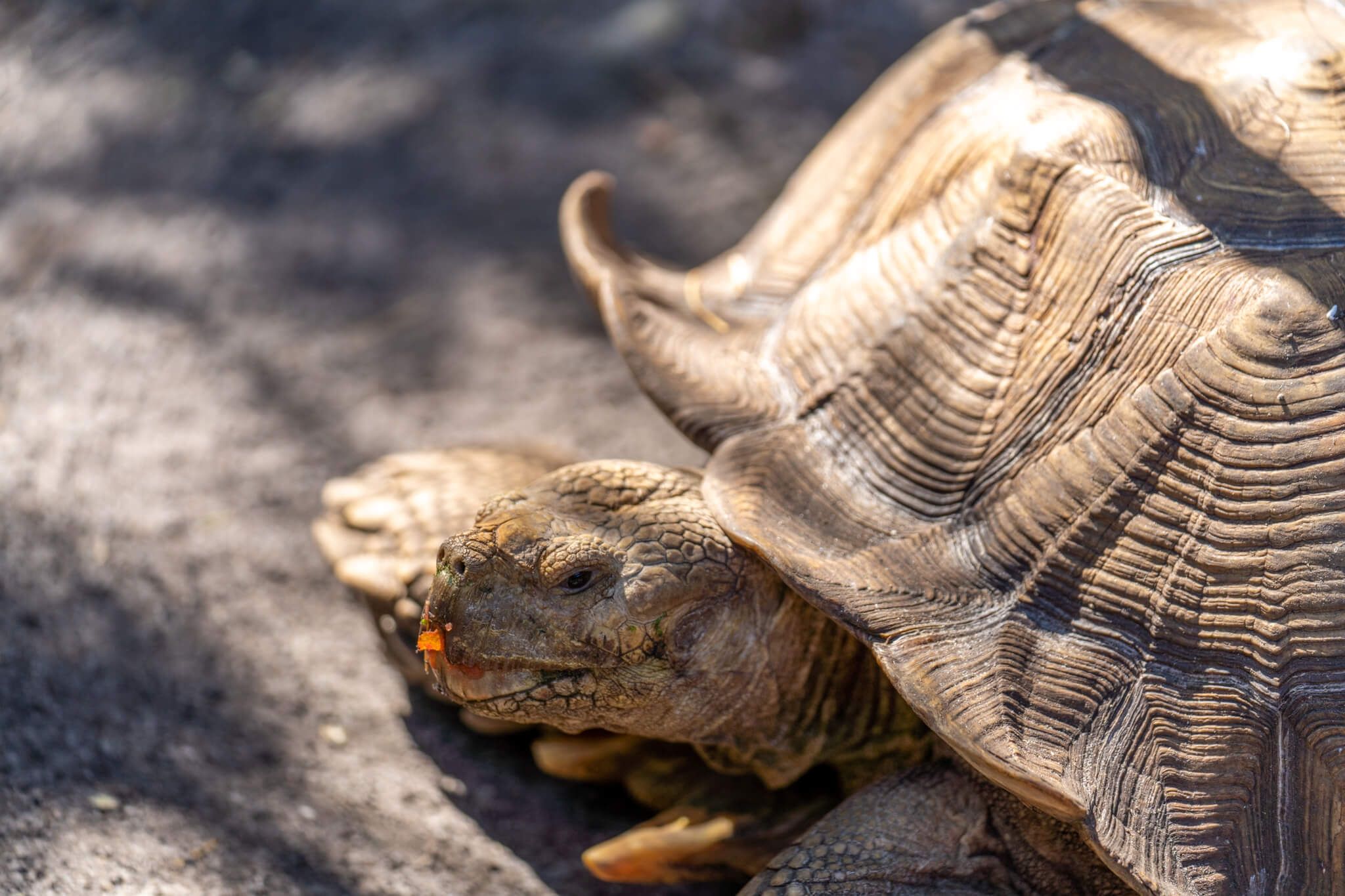 Sulcata tortoises in their outdoor habitat at Odessa Animal Sanctuary